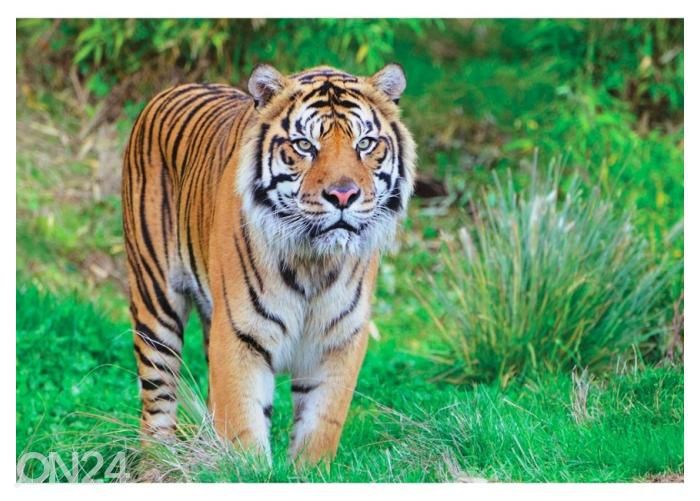 Fleece kuvatapetti Sumatran Tiger 400x260 cm kuvasuurennos