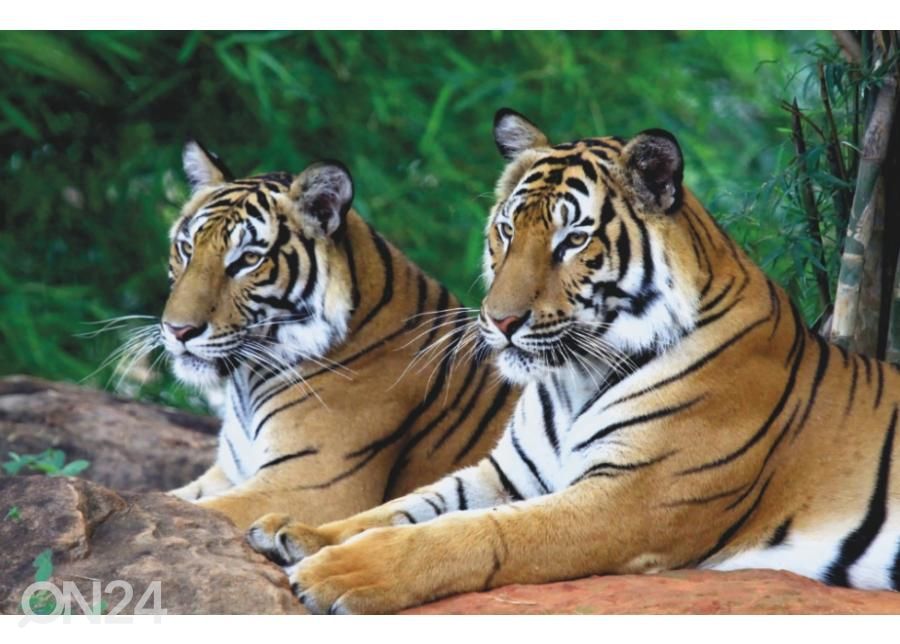 Fleece kuvatapetti Two Tigers On The Rock 400x260 cm kuvasuurennos