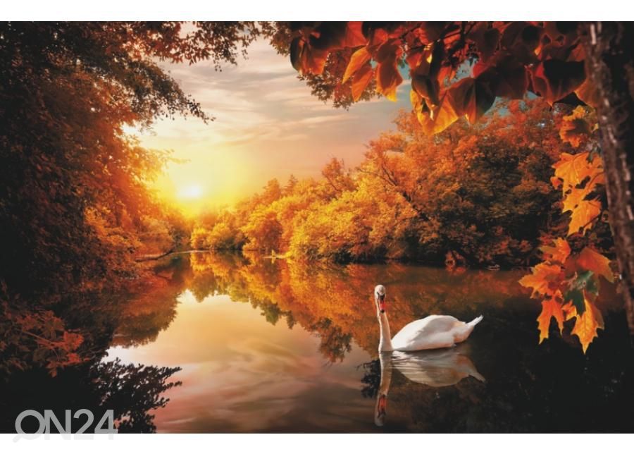 Fleece kuvatapetti White Swan On Autumn Pond 400x260 cm kuvasuurennos