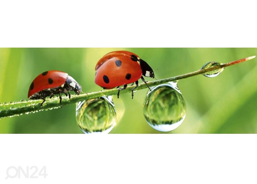 Keittiön välitila Ladybird 180x60 cm kuvasuurennos