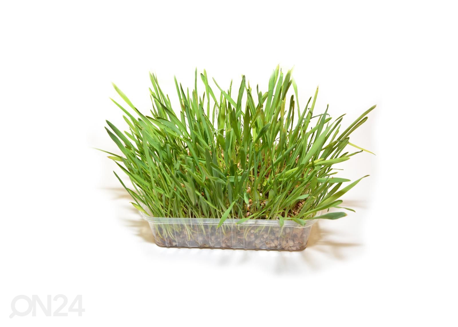 Kissanruoho 100 g kuvasuurennos