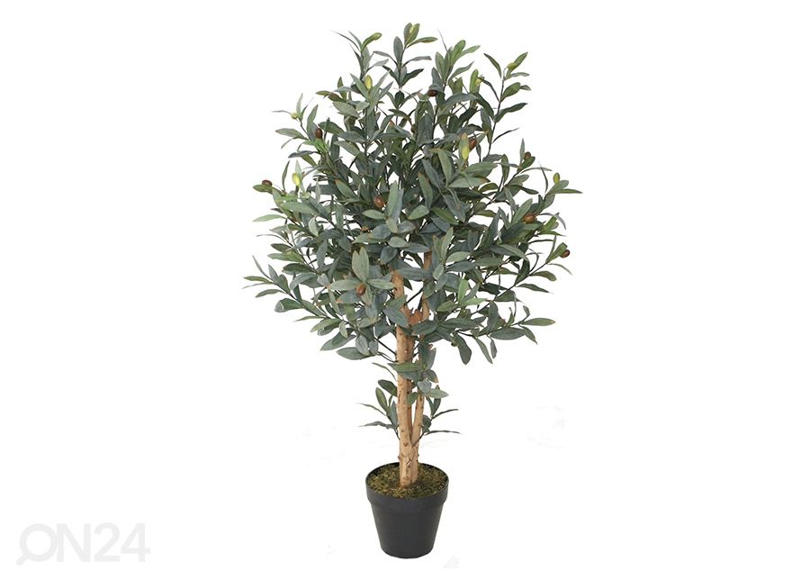 Koristekasvi Oliivi 90 cm kuvasuurennos