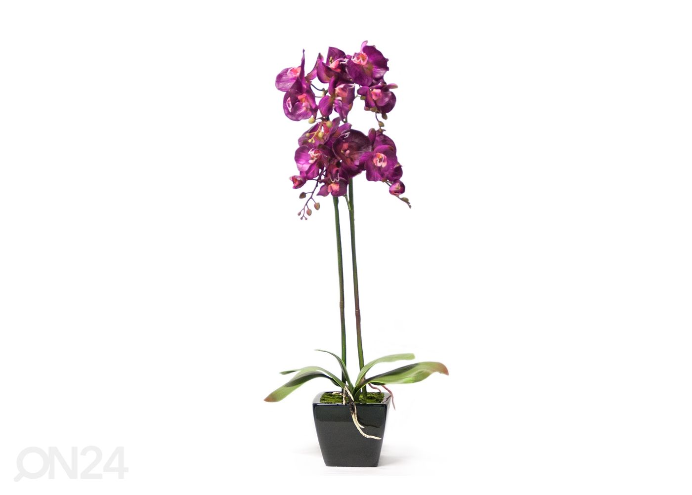 Koristekasvi ROOSA ORKIDEA 78 cm kuvasuurennos