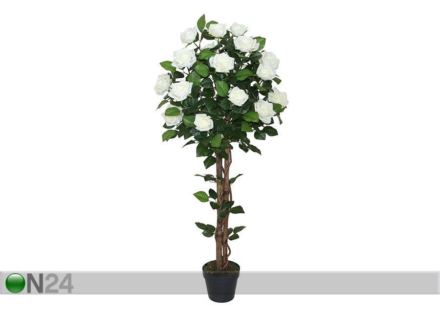Koristekasvi Ruusu 120 cm kuvasuurennos