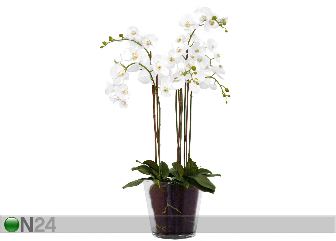 Koristekesvi lasiruukussa PHALAENOPSIS 100 cm kuvasuurennos