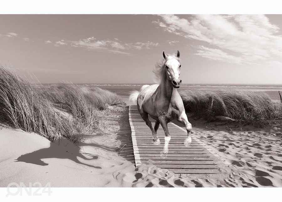Kuvatapetti White Horse Beach Black And White 416x254 cm kuvasuurennos