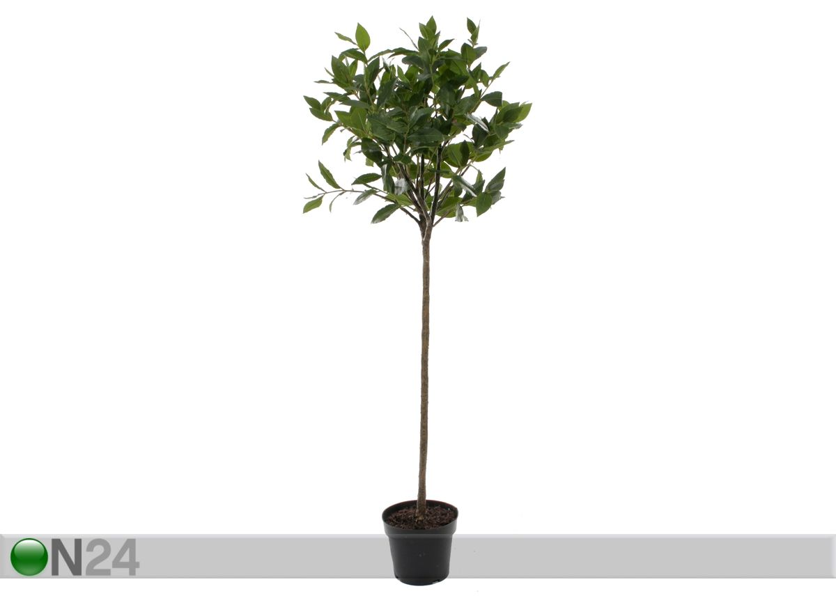 Laakeripuu 130 cm kuvasuurennos