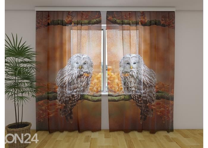 Läpinäkyvä kuvaverho Ural Owl at Autumn Oak Forest 240x220 cm kuvasuurennos
