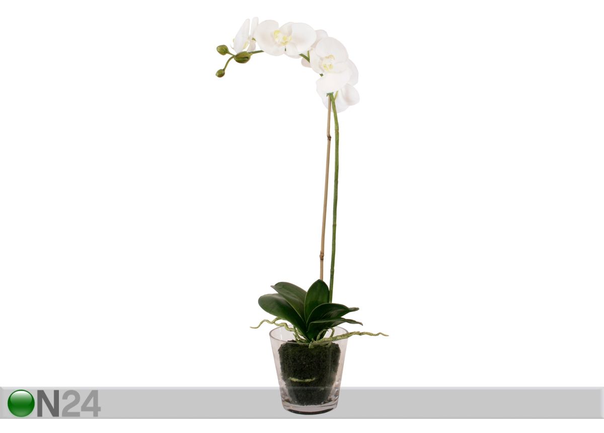 Lasiruukku 63 cm PHALAENOPSIS kuvasuurennos