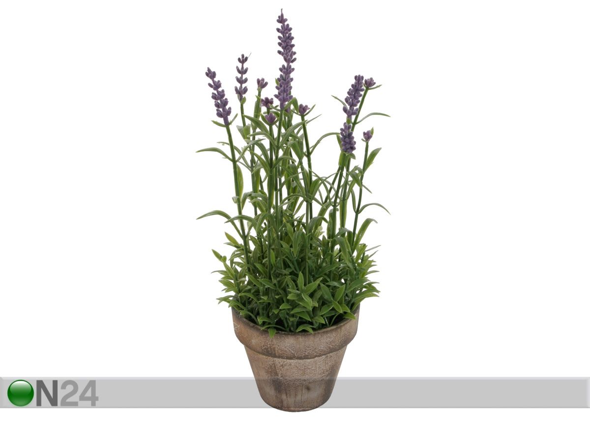 Laventeli 30 cm kuvasuurennos