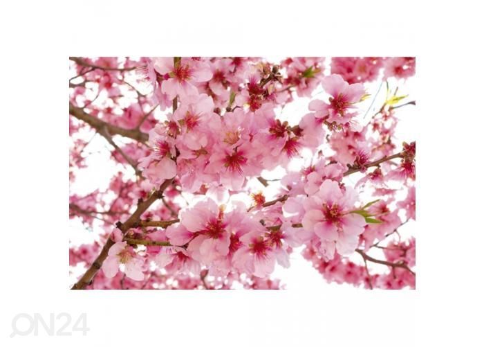 Non-woven kuvatapetti Apple blossom 375x250 cm kuvasuurennos