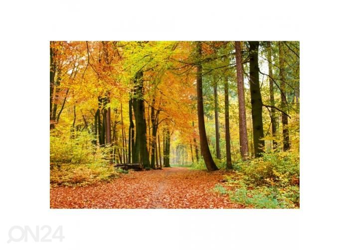 Non-woven kuvatapetti Autumn forest 375x250 cm kuvasuurennos
