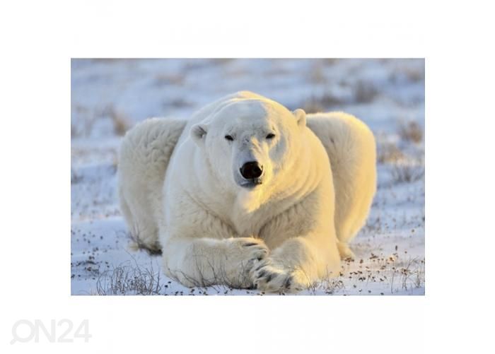 Non-woven kuvatapetti Bear 375x250 cm kuvasuurennos