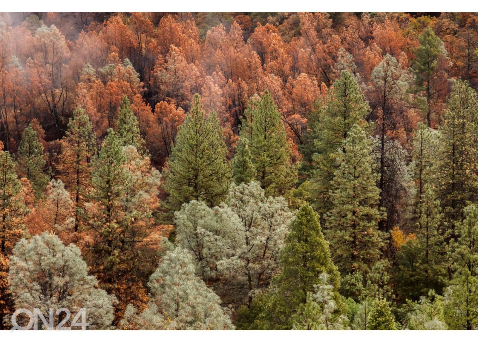 Non-woven kuvatapetti Beautiful Forest kuvasuurennos