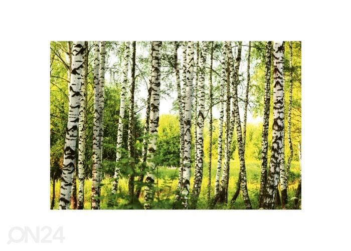 Non-woven kuvatapetti Birch forest 375x250 cm kuvasuurennos