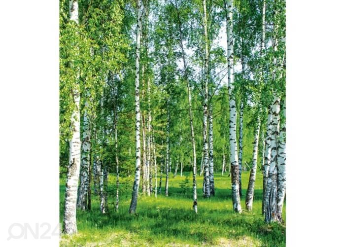 Non-woven kuvatapetti Birch grow 225x250 cm kuvasuurennos