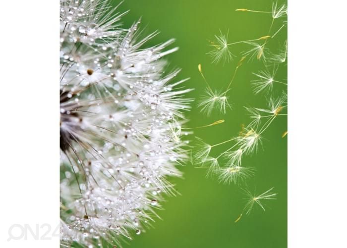 Non-woven kuvatapetti Blowing dandelion 225x250 cm kuvasuurennos