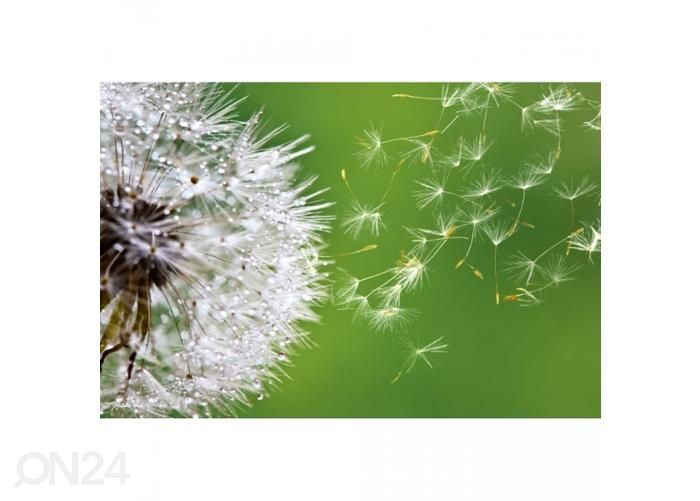 Non-woven kuvatapetti Blowing dandelion 375x250 cm kuvasuurennos