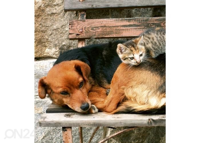 Non-woven kuvatapetti Cat and dog 225x250 cm kuvasuurennos