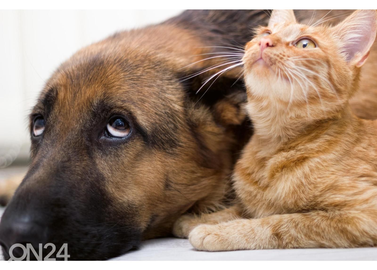 Non-woven kuvatapetti Cat And Dog Together kuvasuurennos