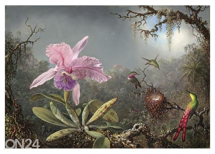 Non-woven kuvatapetti Cattleya Orchid and Three Hummingbirds by Martin Johnson Heade 400x260 cm kuvasuurennos