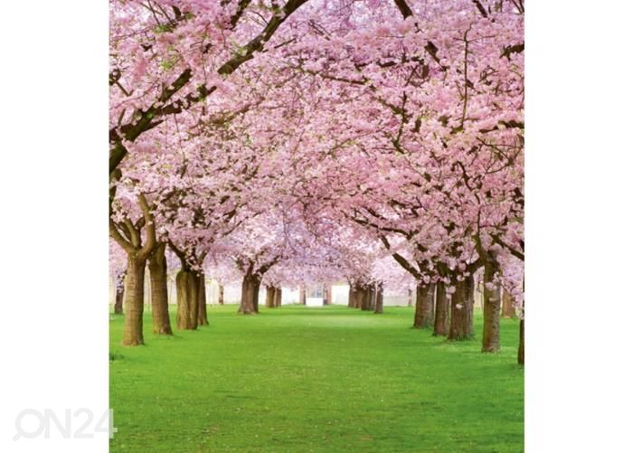Non-woven kuvatapetti Cherry trees 225x250 cm kuvasuurennos