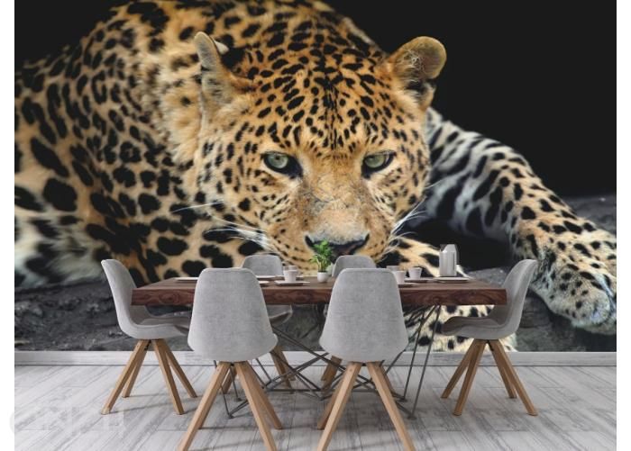 Non-woven kuvatapetti Close Up Leopard Portrait 368 x 254 cm kuvasuurennos