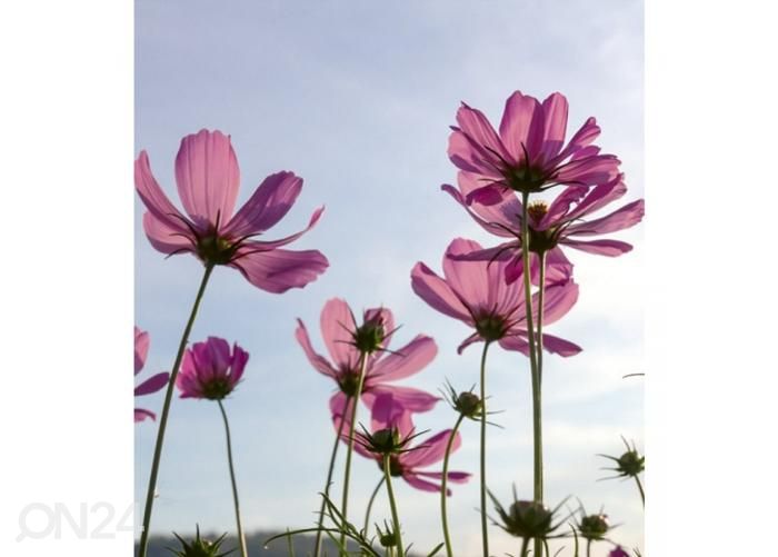 Non-woven kuvatapetti Cosmos flowers 225x250 cm kuvasuurennos