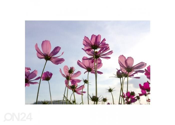 Non-woven kuvatapetti Cosmos flowers 375x250 cm kuvasuurennos