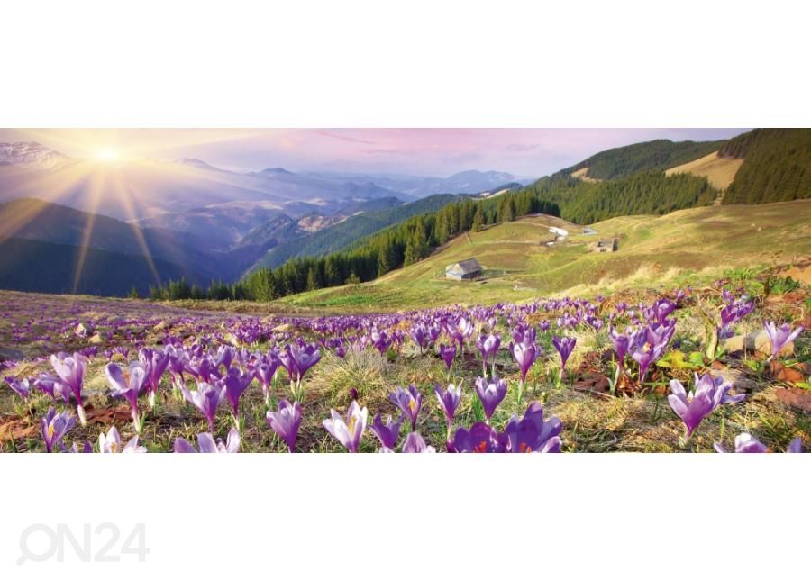 Non-woven kuvatapetti Crocuses at spring 375x150 cm kuvasuurennos
