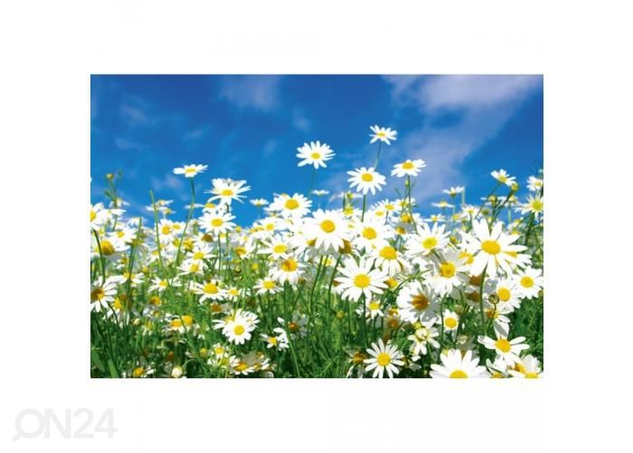 Non-woven kuvatapetti Daisies 375x250 cm kuvasuurennos