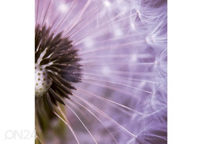 Non-woven kuvatapetti Dandelion 225x250 cm kuvasuurennos