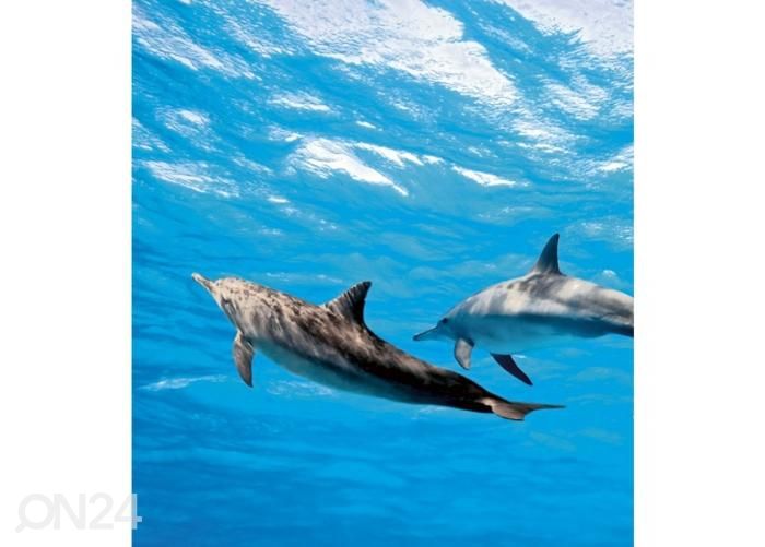 Non-woven kuvatapetti Dolphins 225x250 cm kuvasuurennos