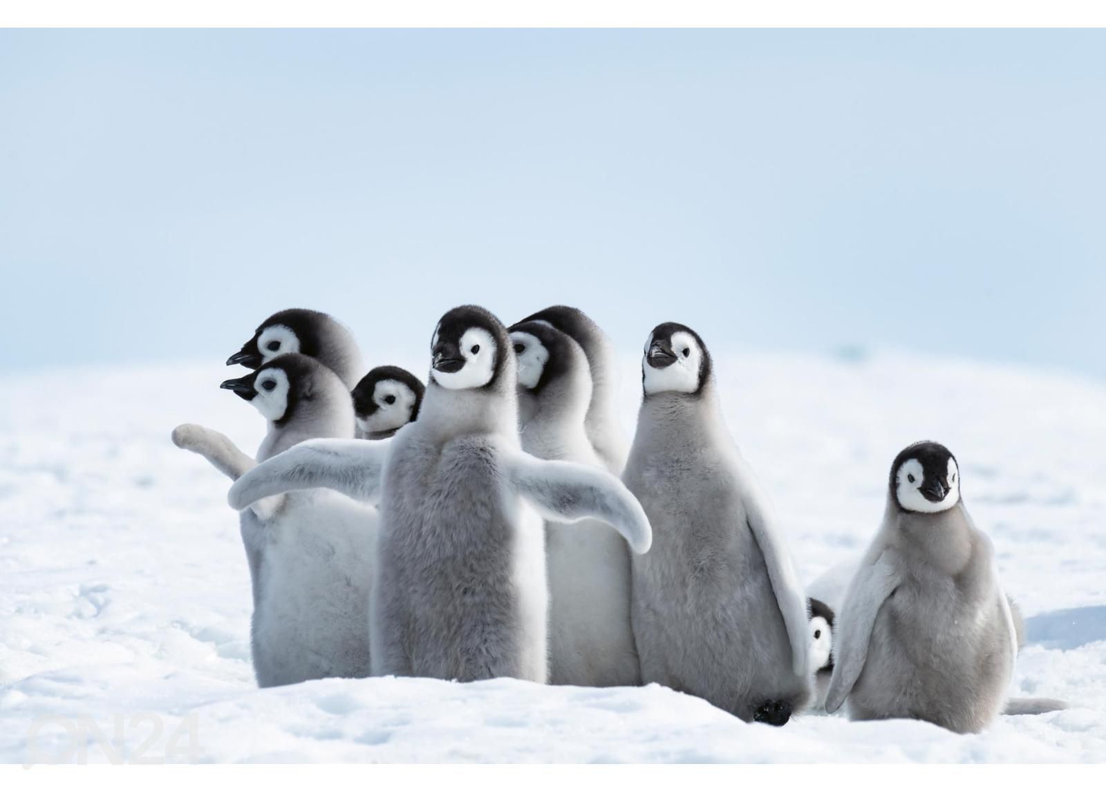 Non-woven kuvatapetti Emperor Penguins Chicks kuvasuurennos