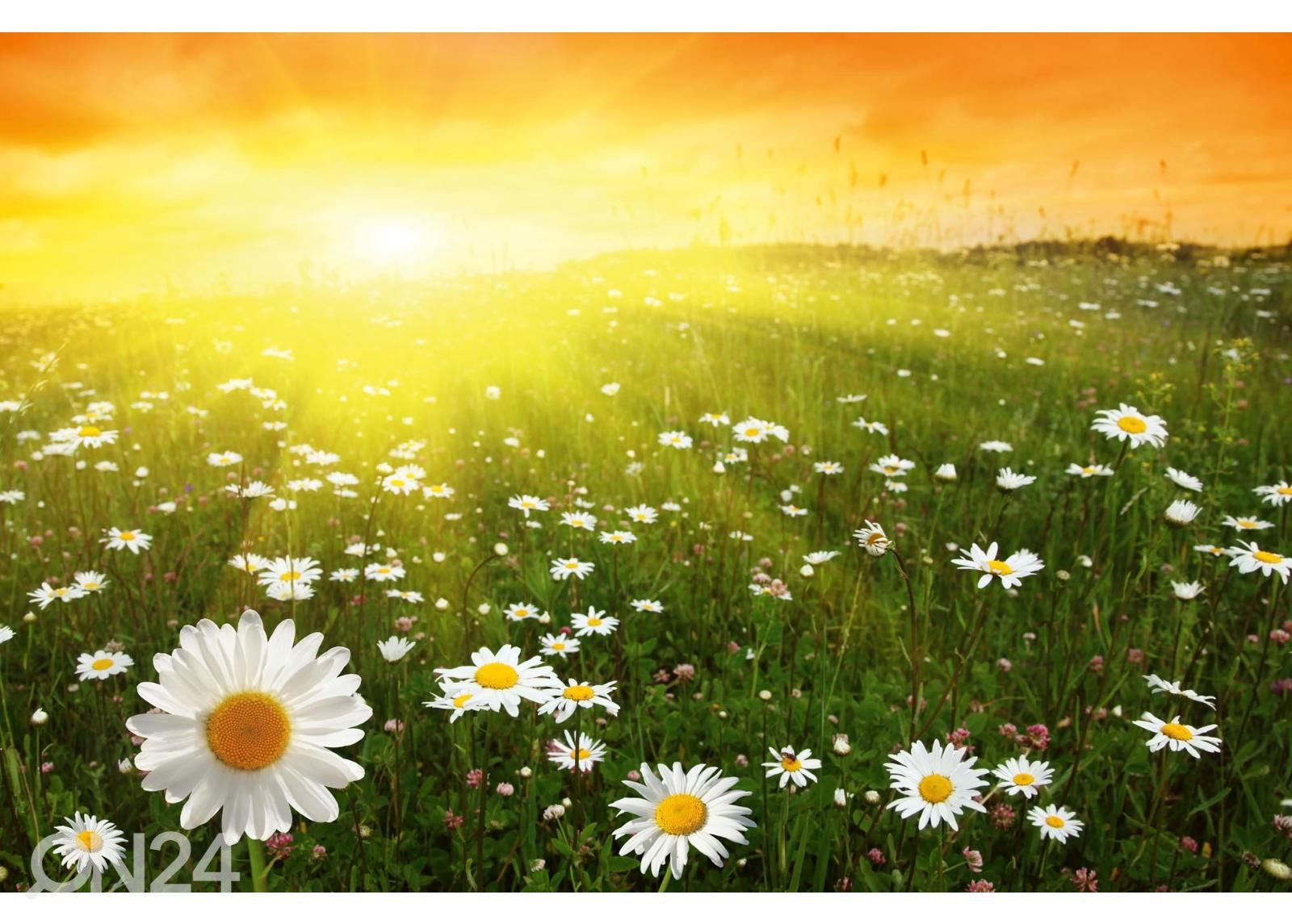 Non-woven kuvatapetti Flower Field In Sunset kuvasuurennos