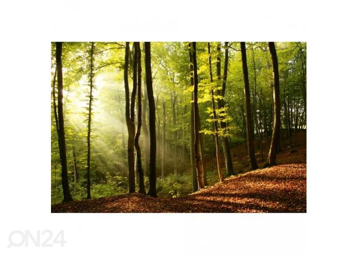 Non-woven kuvatapetti Forest 375x250 cm kuvasuurennos