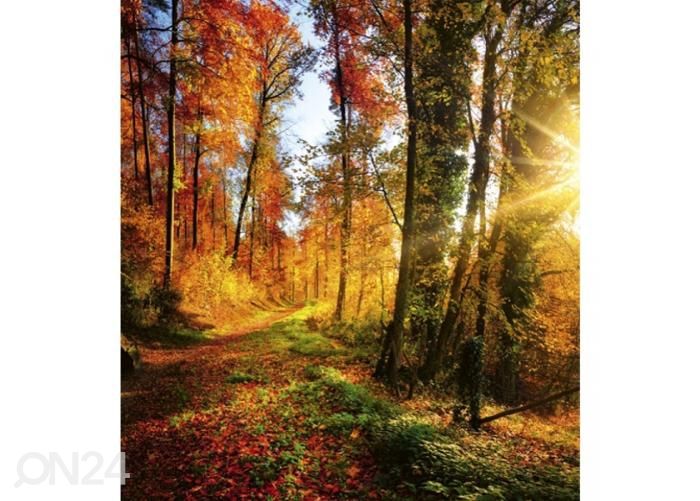Non-woven kuvatapetti Forest walk 225x250 cm kuvasuurennos