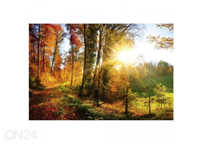 Non-woven kuvatapetti Forest walk 375x250 cm kuvasuurennos