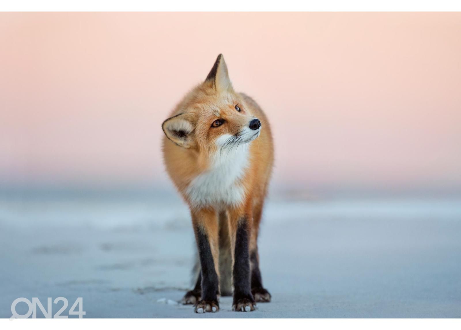 Non-woven kuvatapetti Fox Turns Its Head kuvasuurennos