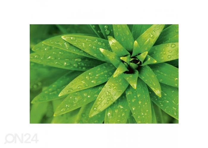 Non-woven kuvatapetti Fresh foliage 375x250 cm kuvasuurennos