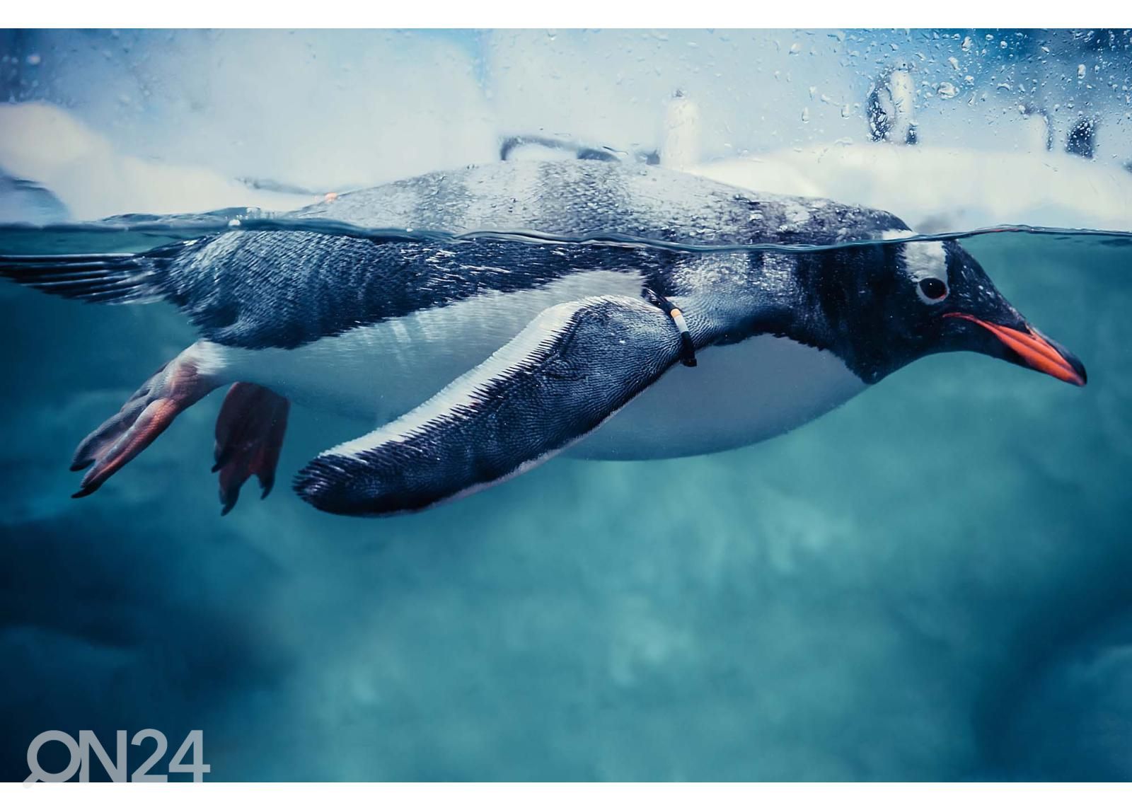 Non-woven kuvatapetti Gentoo Penguin Swimming Marine Life kuvasuurennos