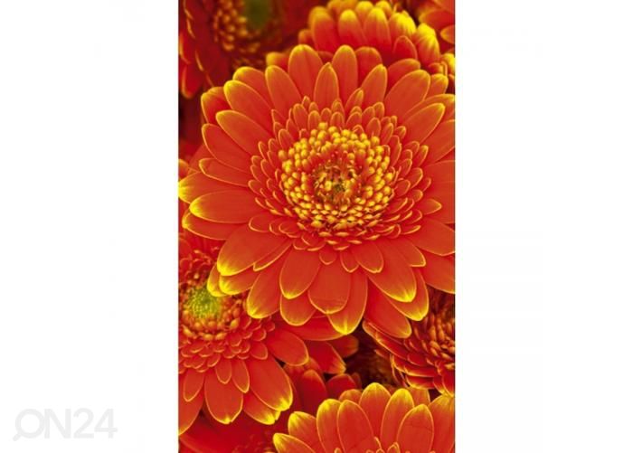 Non-woven kuvatapetti Gerbera 150x250 cm kuvasuurennos