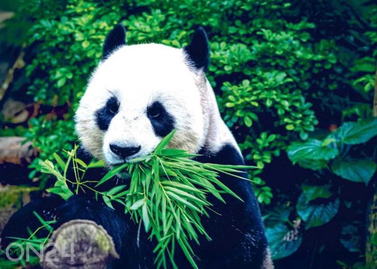 Non-woven kuvatapetti Giant Panda 368x254 cm kuvasuurennos