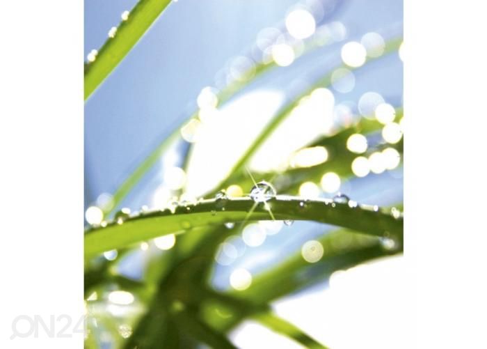 Non-woven kuvatapetti Grass 225x250 cm kuvasuurennos