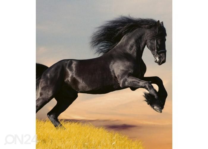 Non-woven kuvatapetti Horse 225x250 cm kuvasuurennos