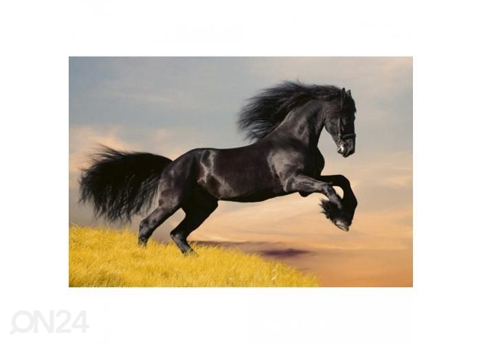 Non-woven kuvatapetti Horse 375x250 cm kuvasuurennos