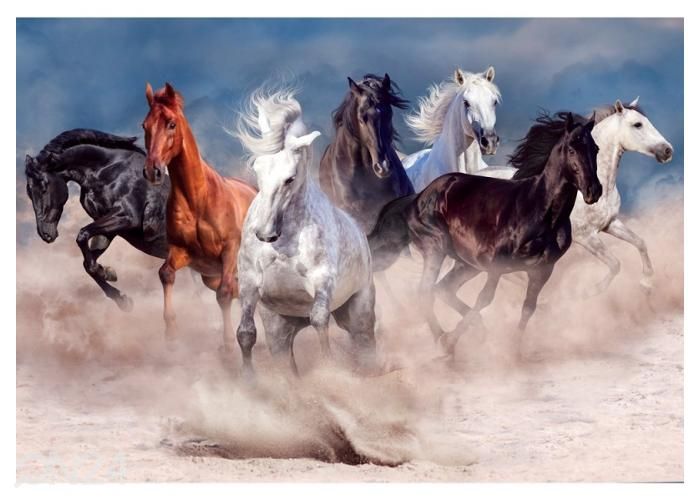 Non-Woven kuvatapetti Horse Herd Run in Desert Dust Storm 400x260 cm kuvasuurennos