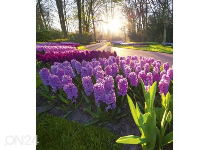 Non-woven kuvatapetti Hyacint flowers 225x250 cm kuvasuurennos