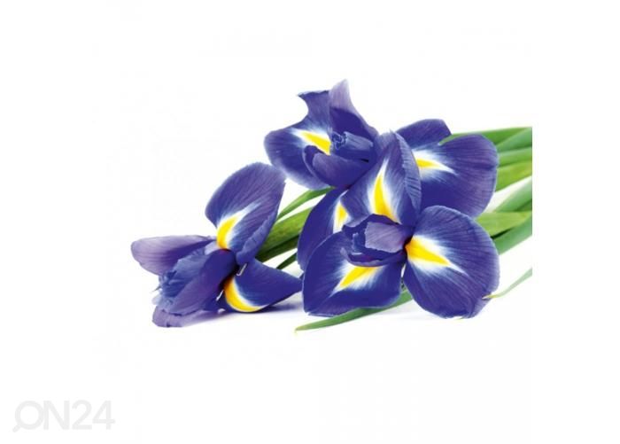 Non-woven kuvatapetti Iris 375x250 cm kuvasuurennos