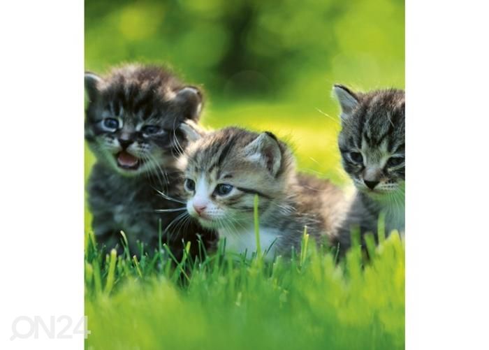 Non-woven kuvatapetti Kittens 225x250 cm kuvasuurennos